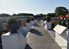 Alle hoogtepunten staan in het middelpunt van de belangstelling.